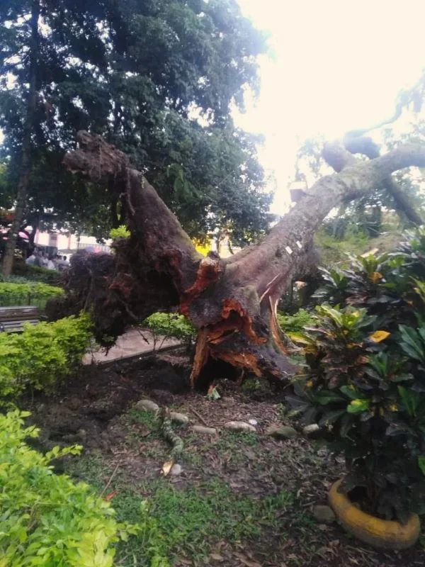 Árbol que se desplomó en el parque de La Plata no era el principal