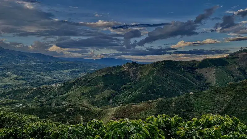 Cinco municipios del Huila en el top 10 de productores de café en Colombia