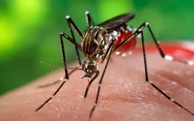 Declarada emergencia en salud pública por brote nivel 2 de dengue en Neiva