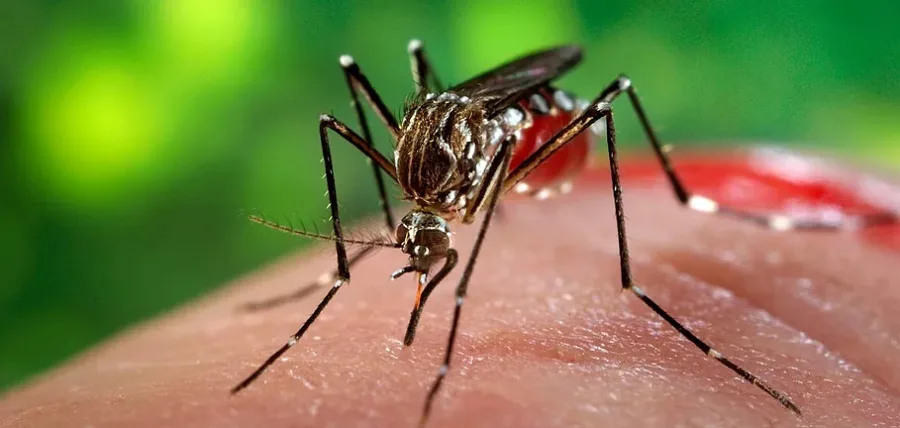 El Huila quiere cercar al dengue