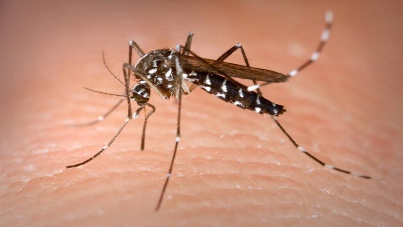 1.058 casos de dengue han sido notificados en el Huila