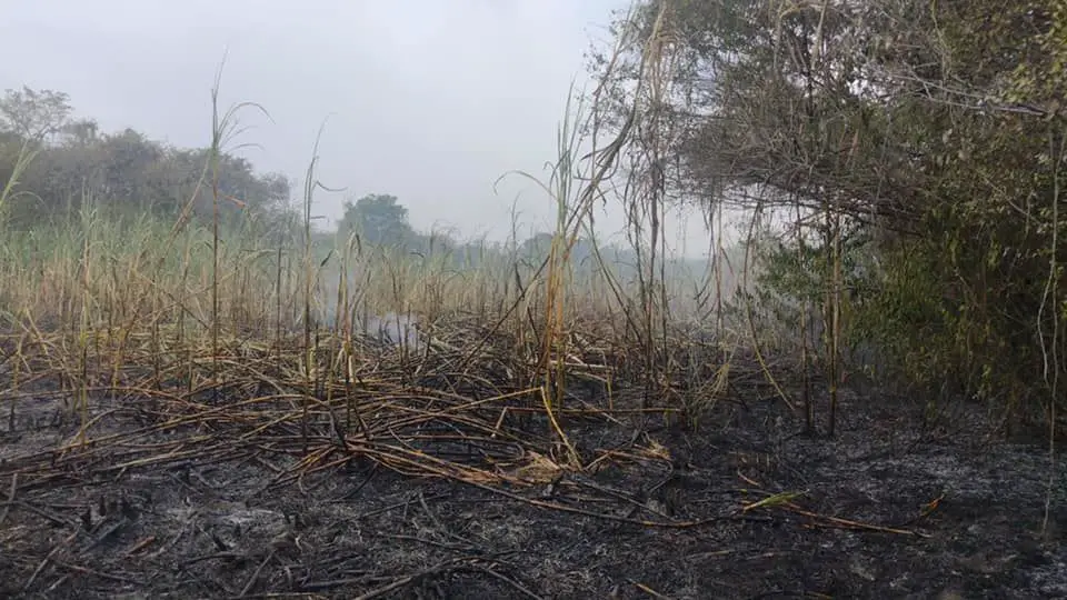 Incendio forestal en resguardo Tama Páez La Gabriela dejó pérdidas en productos de pan coger