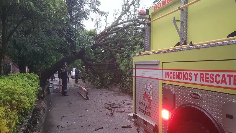 Lluvias sectorizadas provocaron caída de árboles en barrios de Neiva