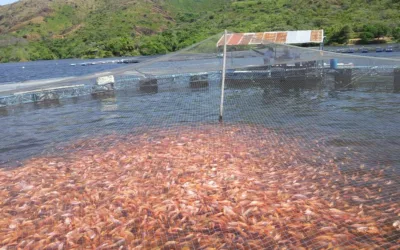 Bajos niveles en la represa de Betania ponen en alerta al sector Piscícola 