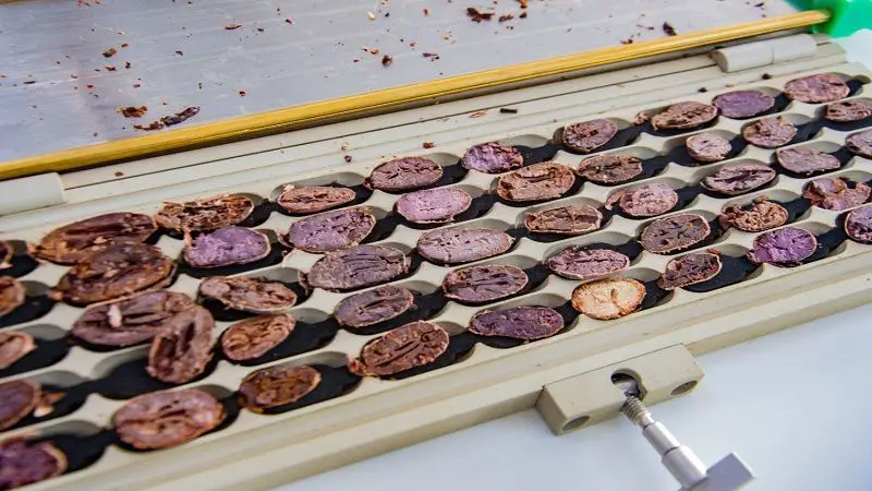 El Huila inicia investigaciones frente a las ventajas competitivas que tiene el cacao de la región