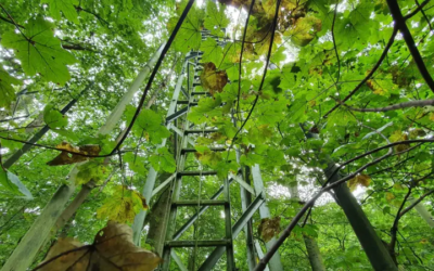 Los bosques maduros son fundamentales contra el cambio climático