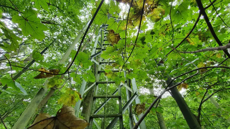 Los bosques maduros son fundamentales contra el cambio climático