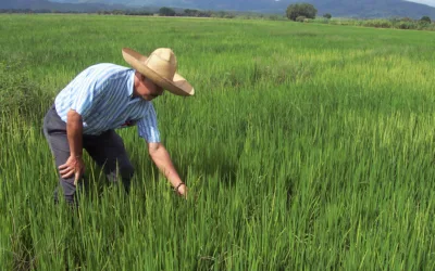 Importaciones y contrabando, siguen afectando el arroz