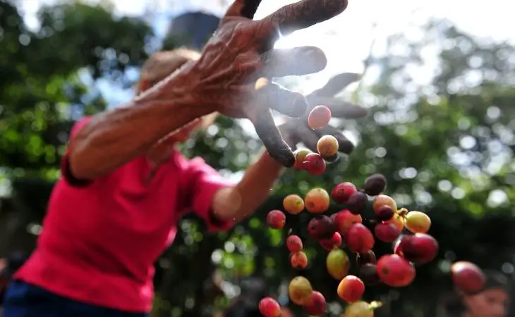 Producción de café disminuyó 8 % en julio: Fedecafeteros