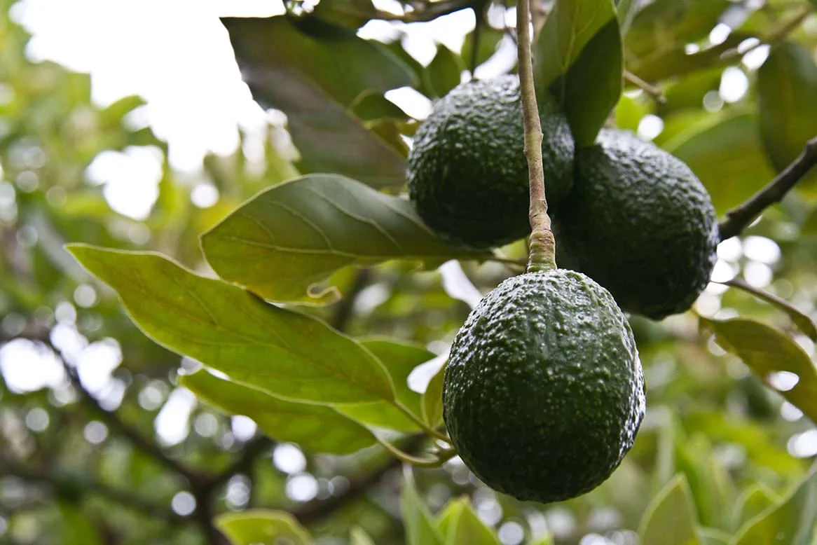 Huila con agricultura tropical para producción de aguacate