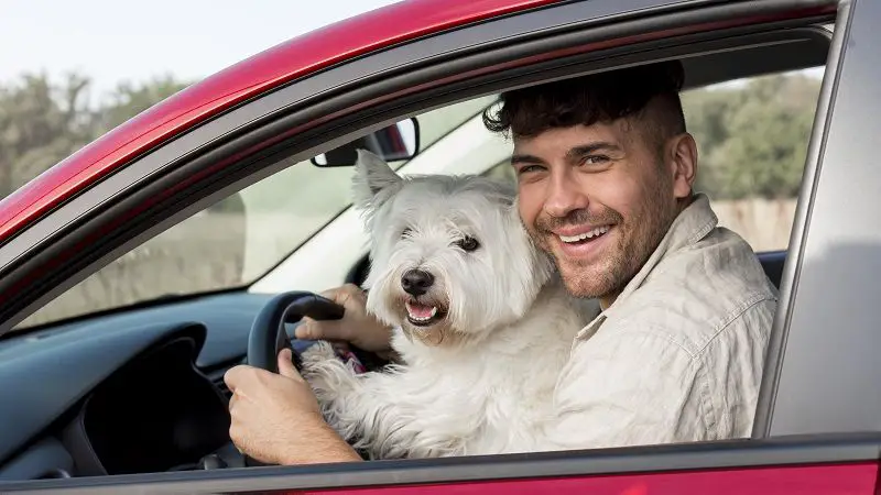 ¿Cómo evitar riesgos al viajar con mascotas en carro? Conozca algunos cuidados