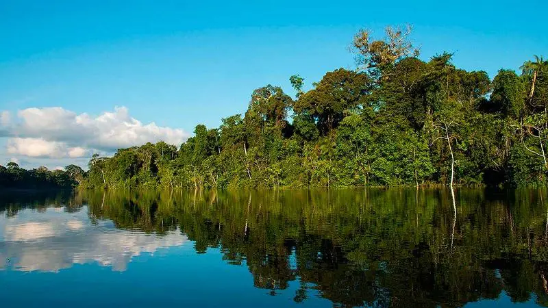 Descubren nueva especie de árbol silvestre en la Amazonía peruana