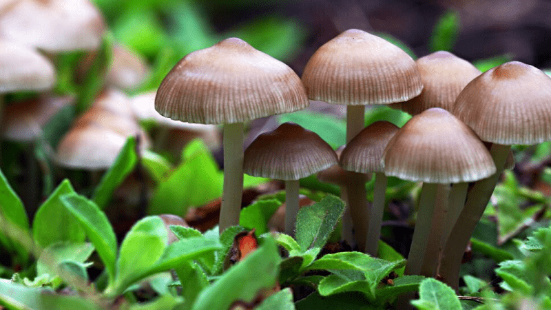 Diversidad de los hongos, clave en estabilidad de ecosistemas