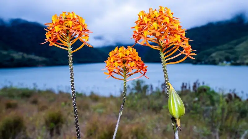 En el Valle del Cauca descubren dos especies nuevas de orquídeas