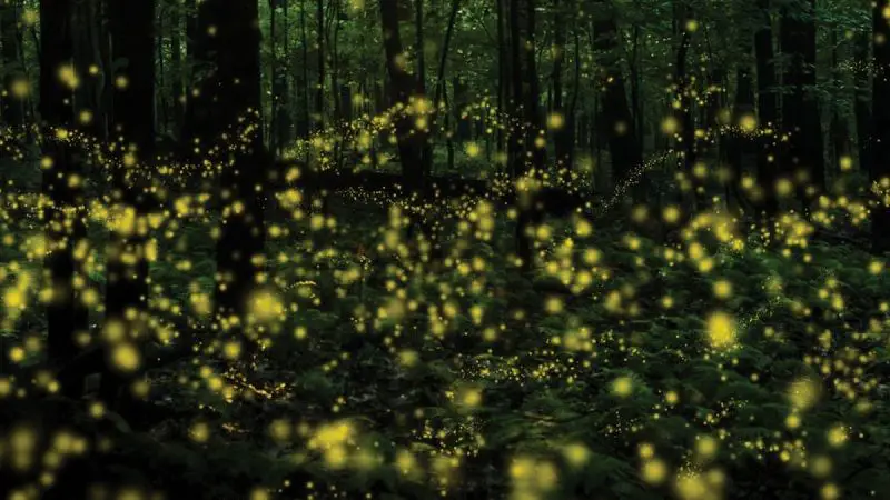 ¿Cómo producen la luz los seres bioluminiscentes?