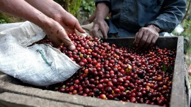 Huila, primer productor de Colombia según el ranking de producción cafetera