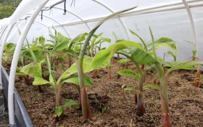 A través de la buena implementación de la semilla, productores de plátano tendrán mejores resultados