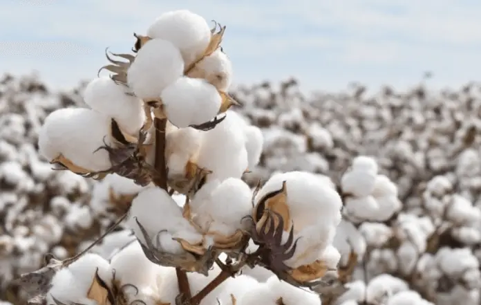 Suministro mundial de algodón sigue reduciéndose