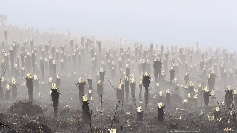 Resurge la vida tras el fuego en el Páramo de Berlín: Frailejones florecen