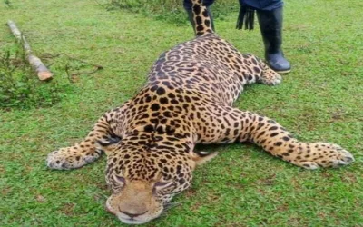 Jaguar fue asesinado en Puerto Asis