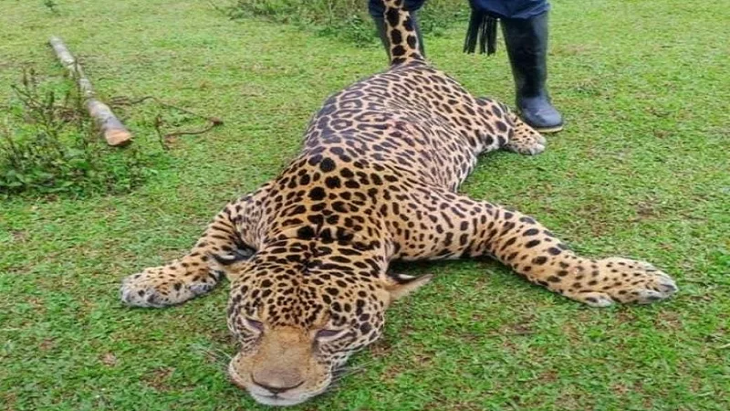 Jaguar fue asesinado en Puerto Asis