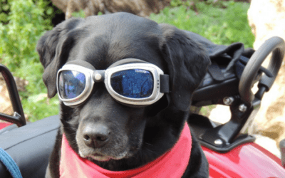 ¿Cómo cuidar su mascota durante el eclipse solar?