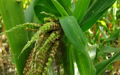 El achaparramiento del maíz ha dejado pérdidas hasta del 90% de la producción en Huila y Tolima