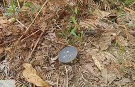 Niños indígenas heridos por minas antipersona en Bolívar, Valle del Cauca