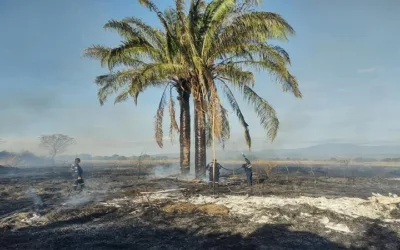 Seis incendios forestales fueron extinguidos en Huila