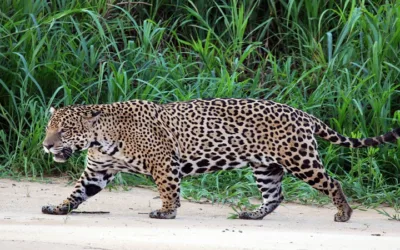 Asesinan un jaguar en zona de la Sierra Nevada