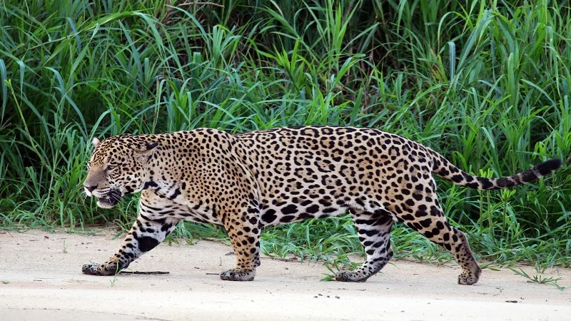 Asesinan un jaguar en zona de la Sierra Nevada