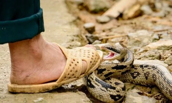 Preocupa aumento de mordedura de serpientes venenosas