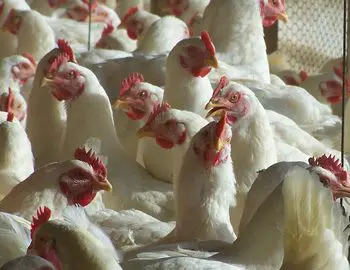 Los insumos, principal problemática del sector avícola