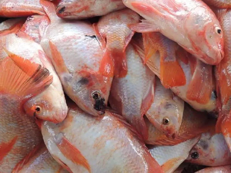 Colombians will consume nearly 47,000 tons of fish this Holy Week