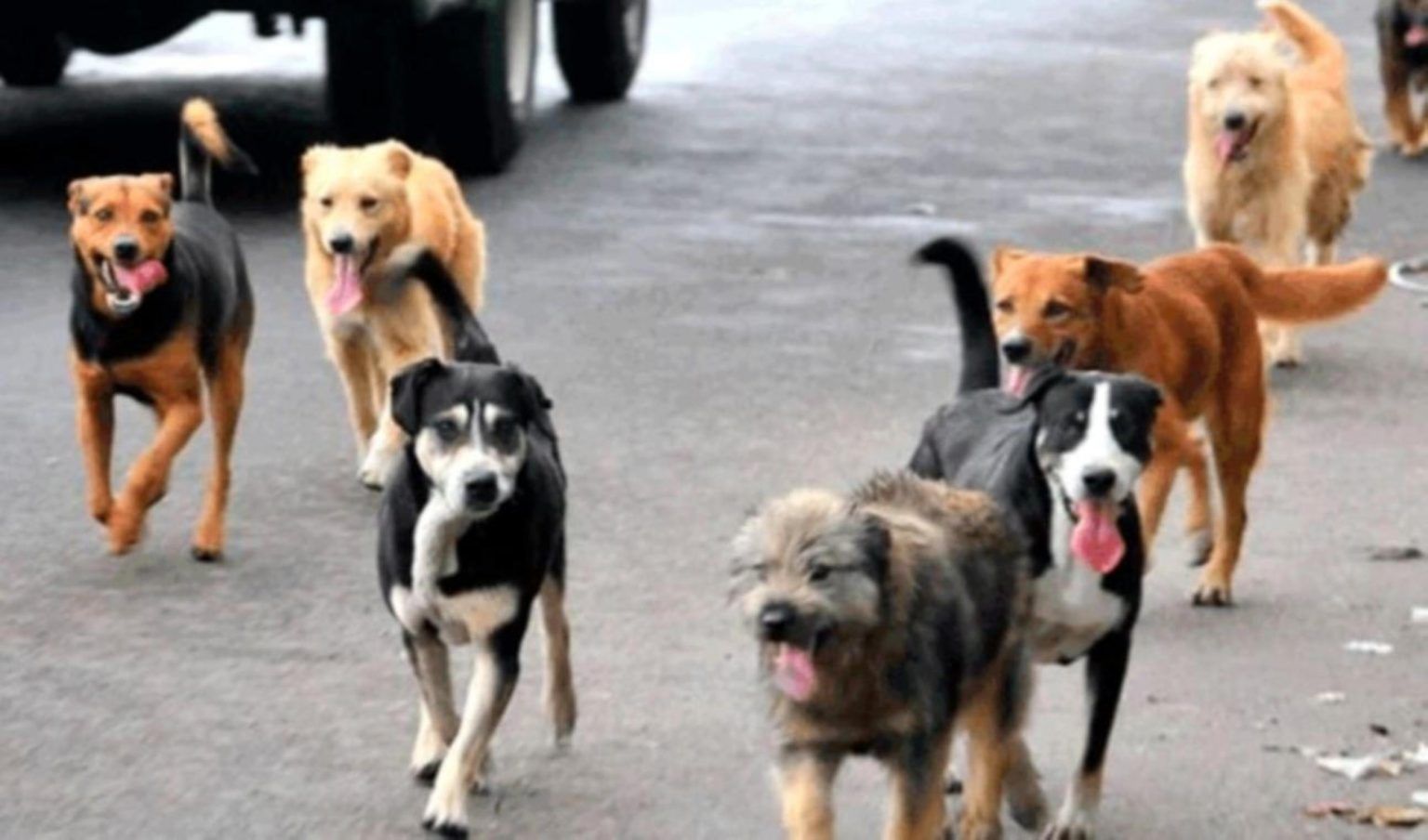 Las heces de los perros generan contaminación, según estudio