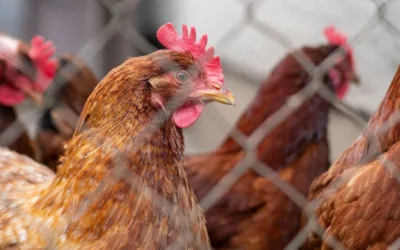 No se han reportado casos de gripe aviar en humanos, dice INS