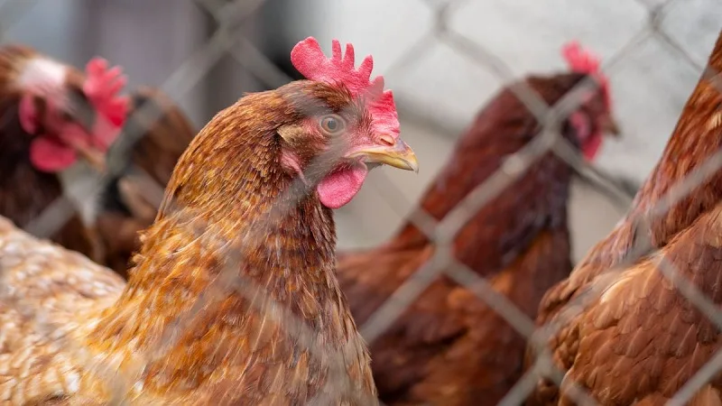 No se han reportado casos de gripe aviar en humanos, dice INS