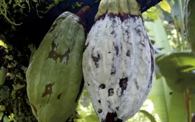 Baja producción de cacao en el Huila