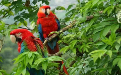 Colombia registra 67.000 especies de fauna y flora
