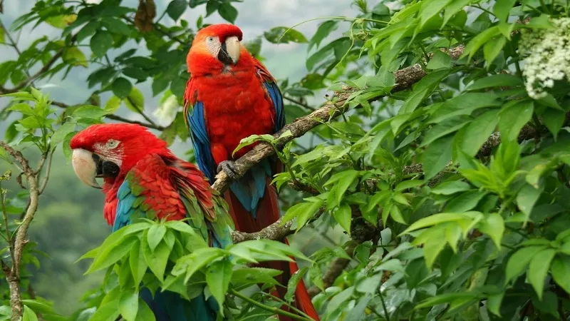 Colombia registra 67.000 especies de fauna y flora
