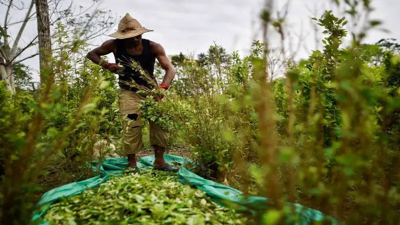 Venezolanos migran a la frontera con Colombia, para trabajar en los cultivos de coca