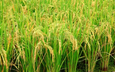 ¿Cómo funciona el incentivo al almacenamiento de arroz?