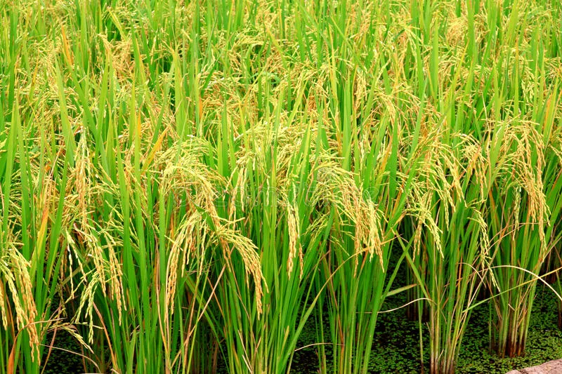 ¿Cómo funciona el incentivo al almacenamiento de arroz?