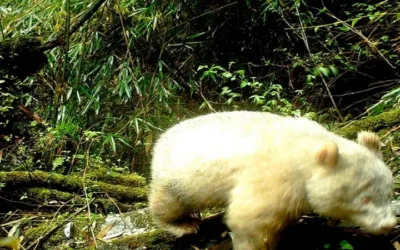 ¡Sorprendente!  Captan a oso panda albino en un bosque de China