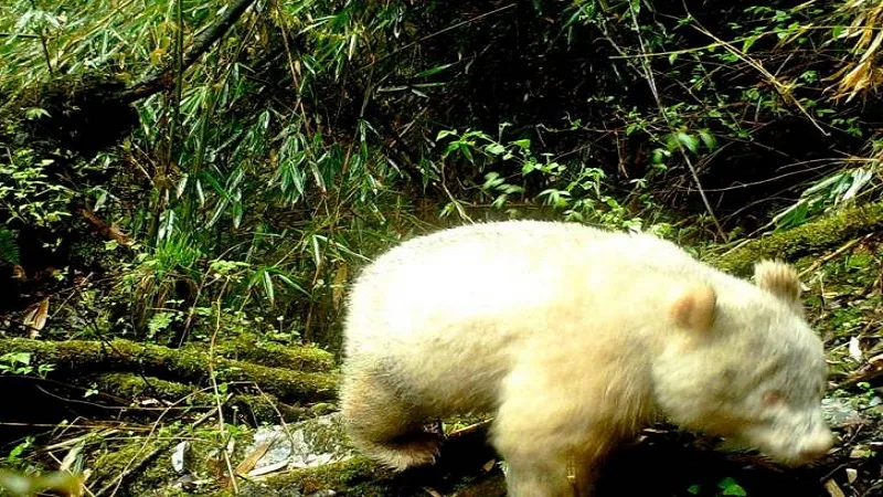 ¡Sorprendente!  Captan a oso panda albino en un bosque de China