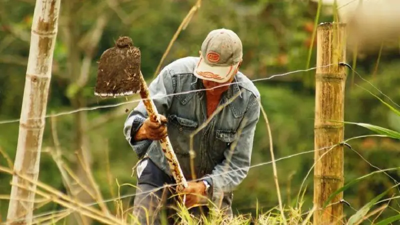 11,1% de los campesinos siguen sin empleo en Colombia