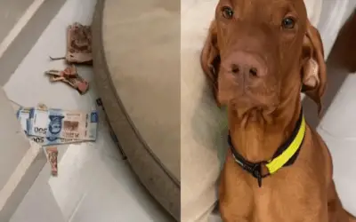 Video: Perro destrozó ahorros de su dueña y su reacción se hizo viral