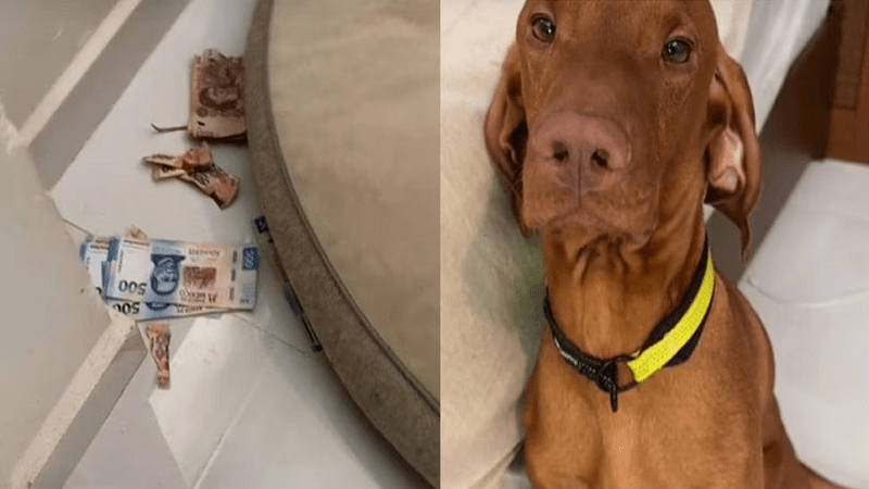 Video: Perro destrozó ahorros de su dueña y su reacción se hizo viral