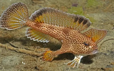 Encuentran una rara especie de pez mano que se creía extinto
