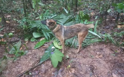 Se perdió Perro que buscaba a los menores desaparecidos en Guaviare